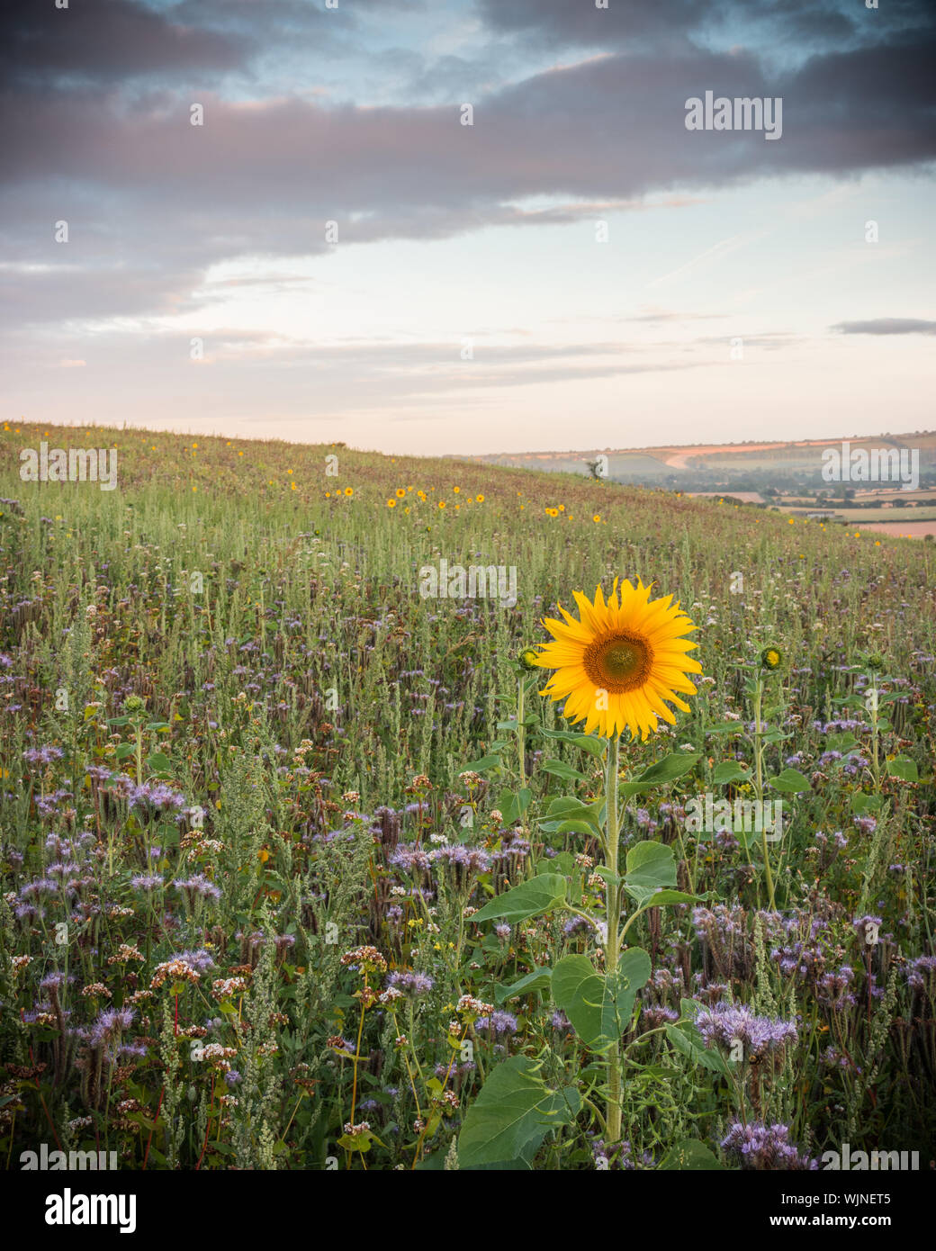 A single sunflower surrounded by wild flowers in the English