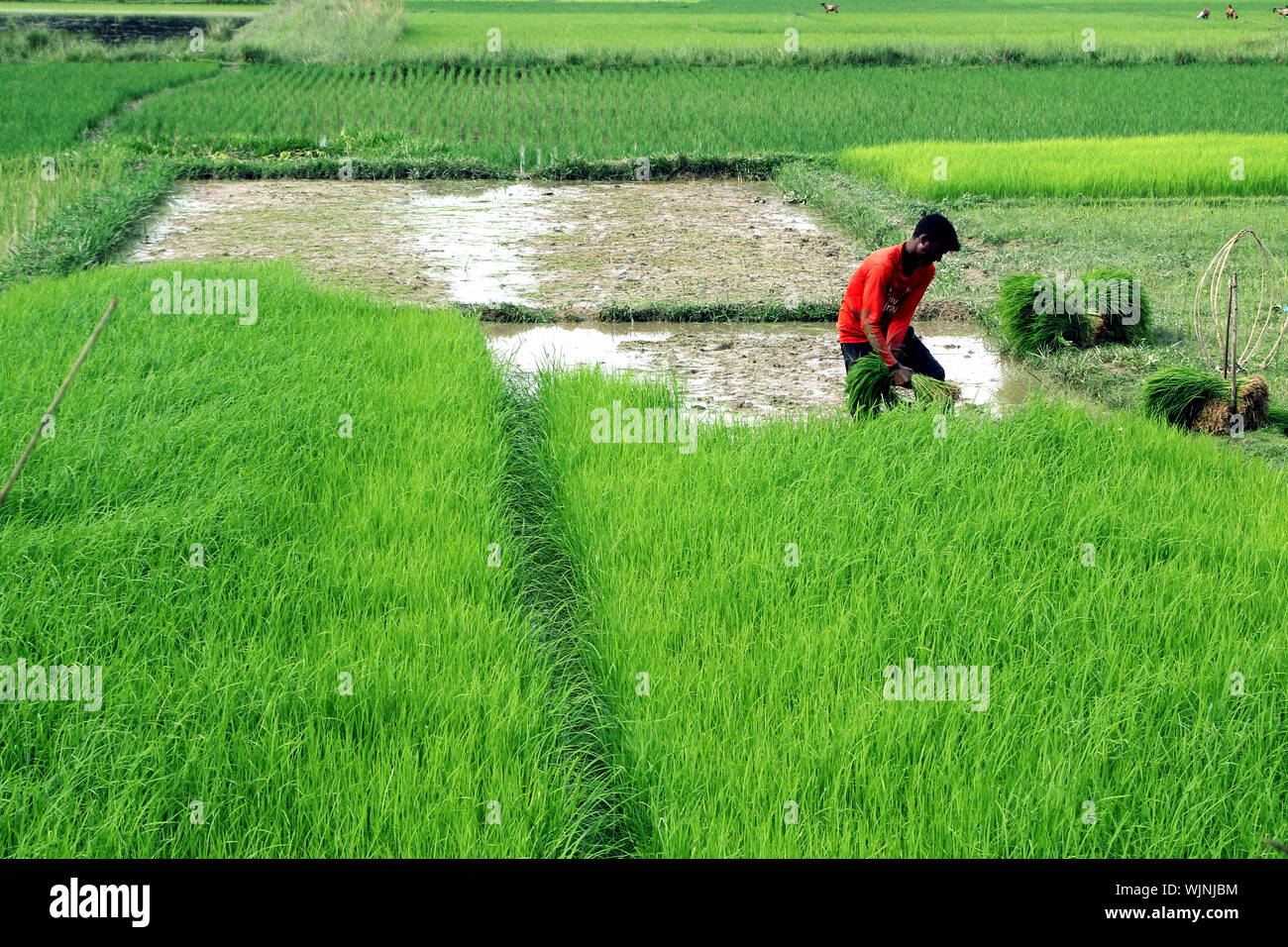 Nice Rice Field High Resolution Stock Photography and Images - Alamy