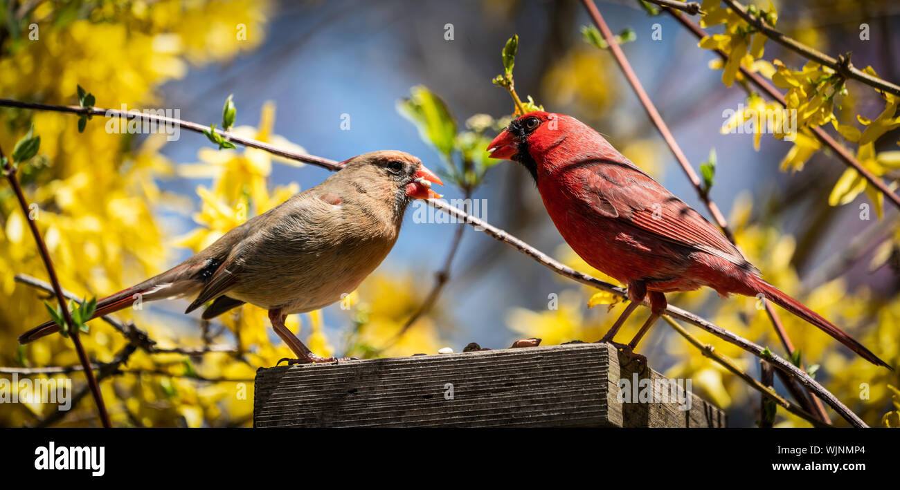 Male female cardinal hires stock photography and images Alamy