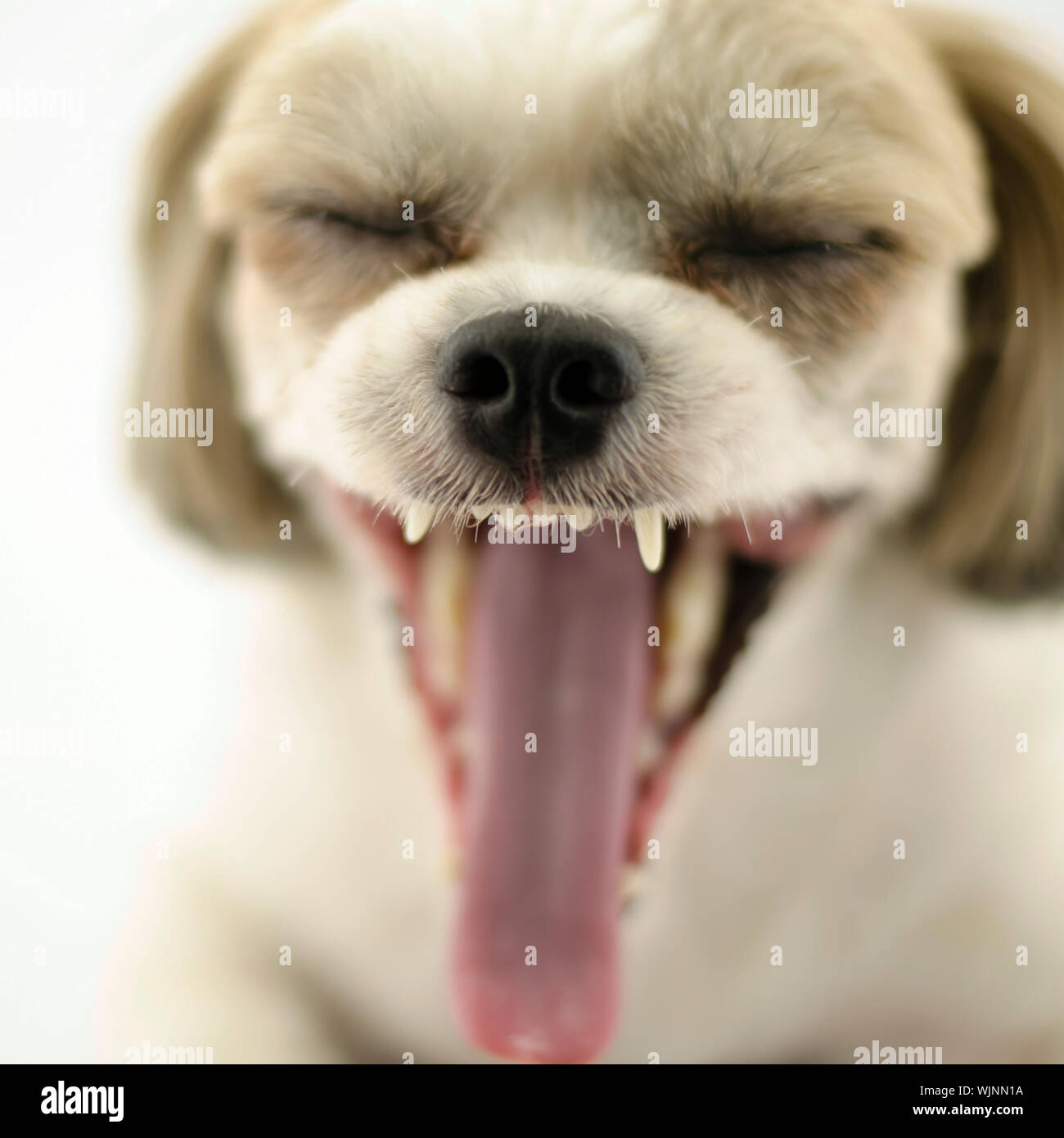 dog pet on white background Stock Photo Alamy
