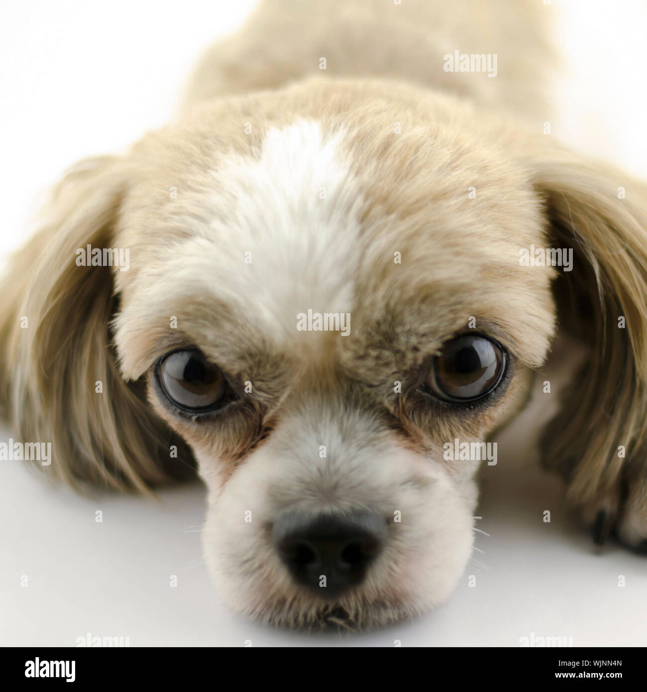 dog pet on white background Stock Photo Alamy