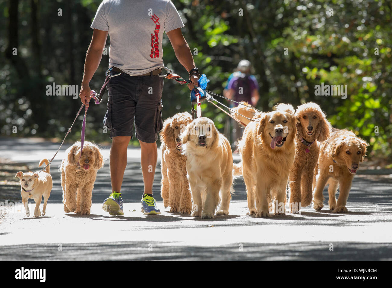Professional dog walker and trainer Juan Carlos Zuniga taking some of his canine 'clients' out for exercise in a park. Stock Photo