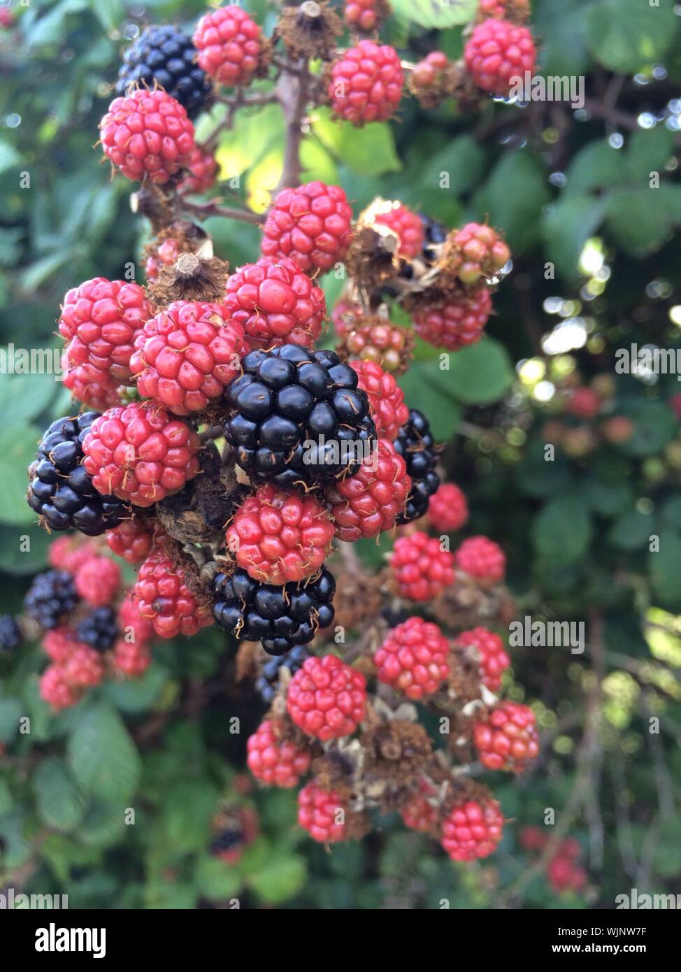 Raspberry tree hires stock photography and images Alamy