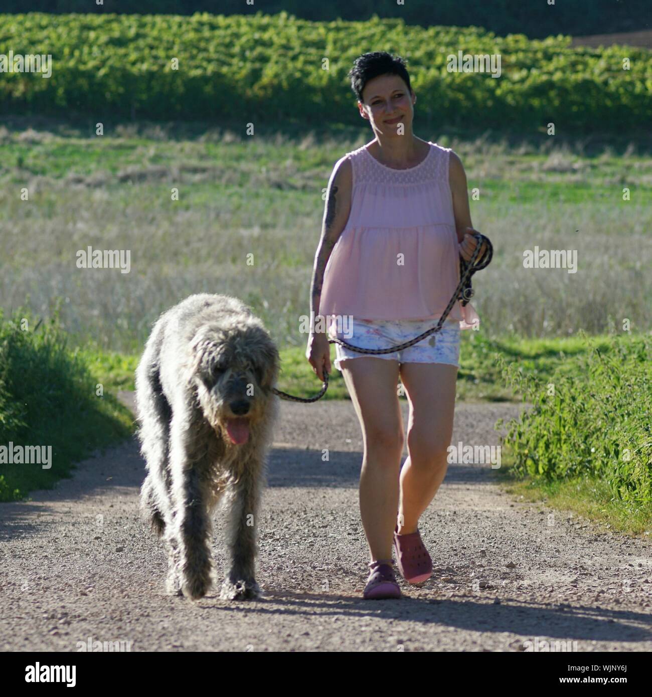 Irish Wolfhound High Resolution Stock Photography and Images Alamy