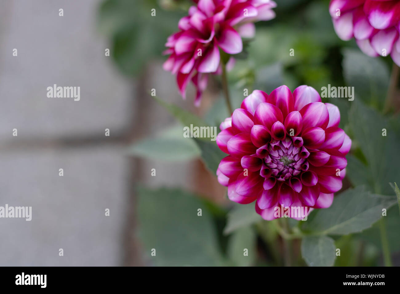 Close-up of Dahlia pinnata flower. Purple and andean tones. Blurred Background Stock Photo