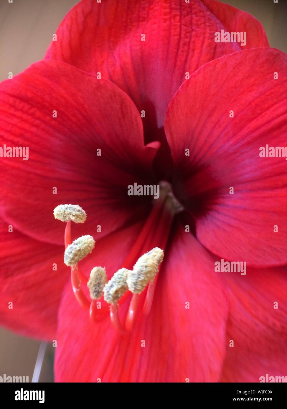 Close-up Of Red Amaryllis Blooming Outdoors Stock Photo