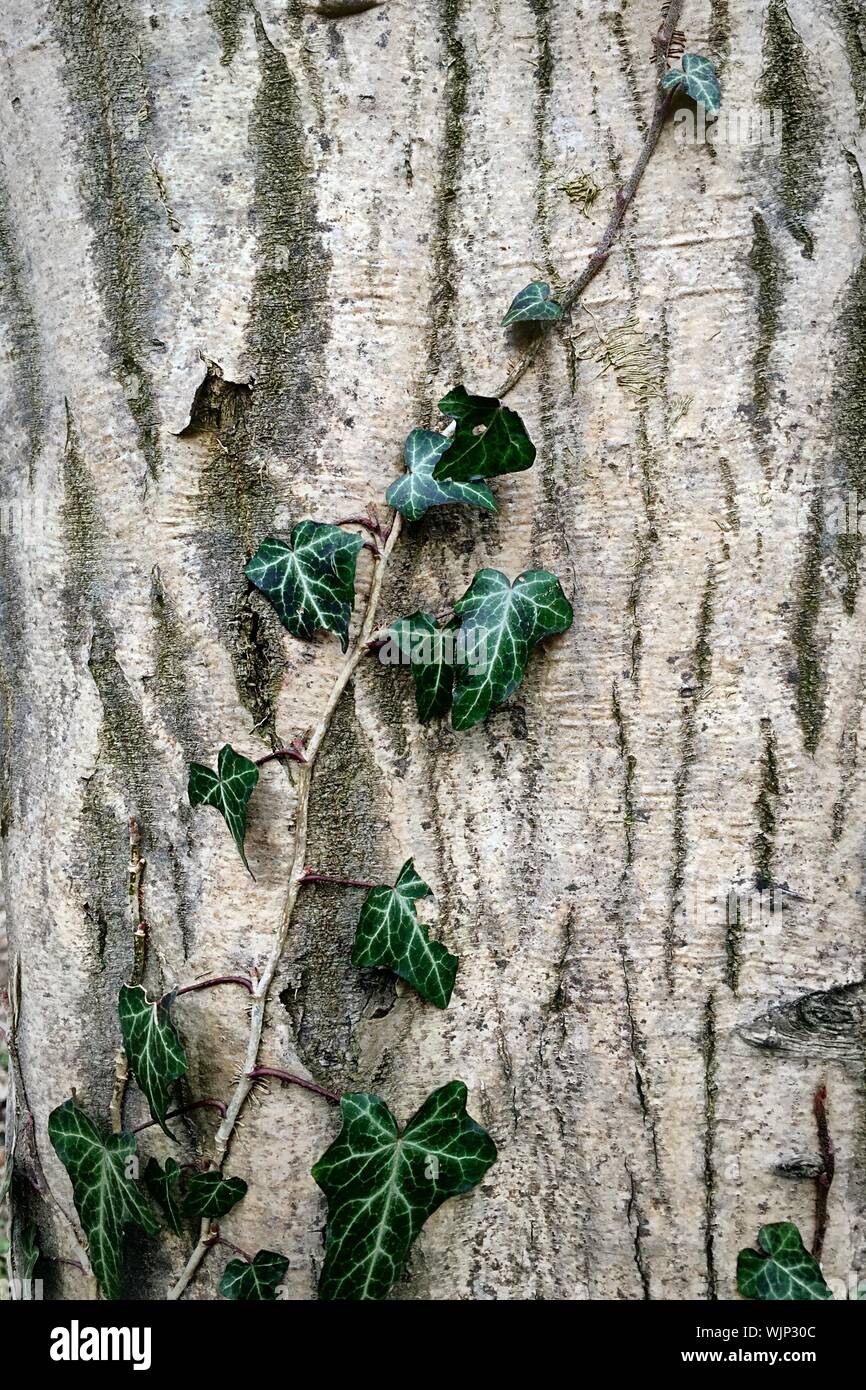 Close-up Of Ivy Vine On Tree Trunk Stock Photo