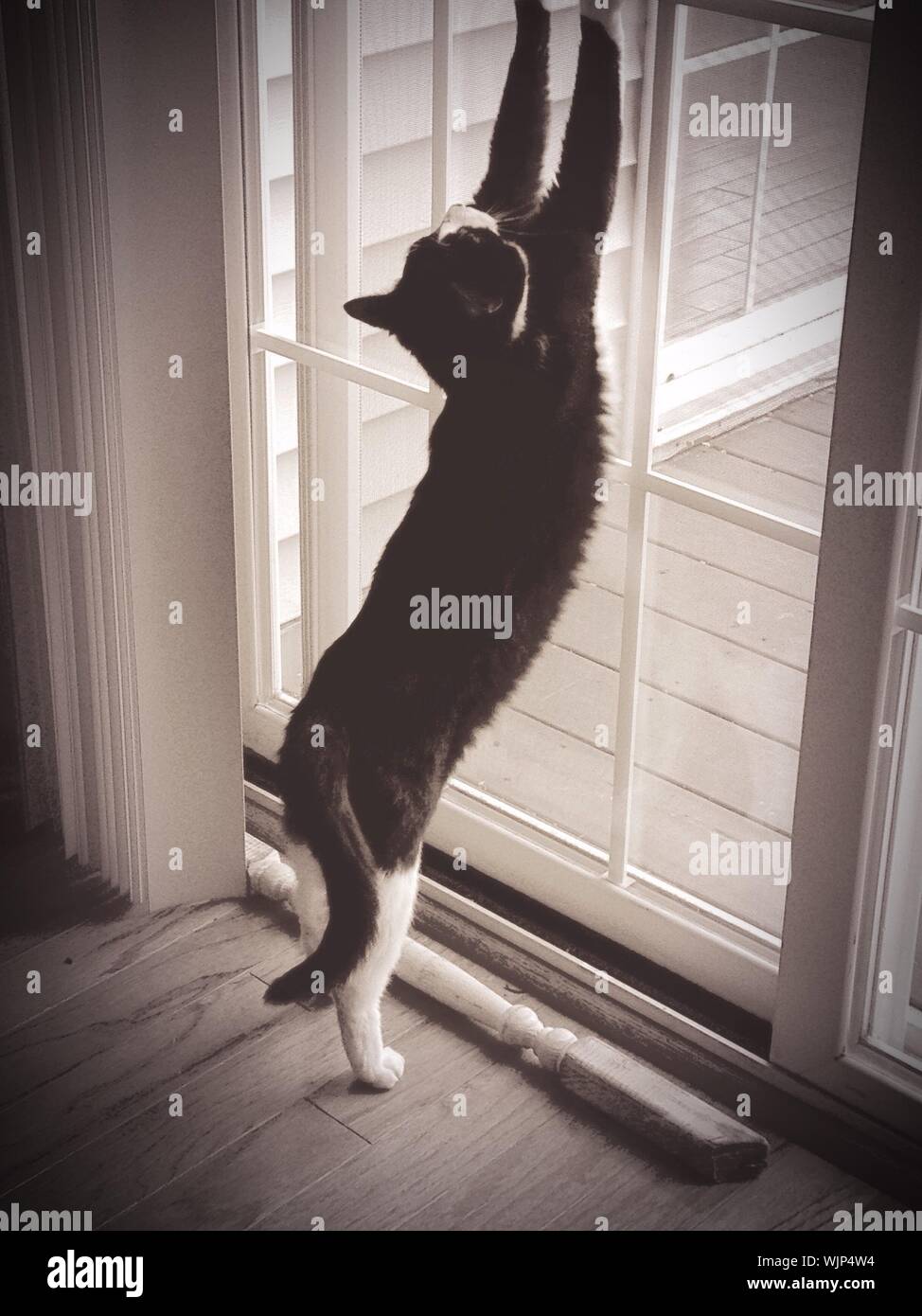 Leaning against cat hires stock photography and images Alamy