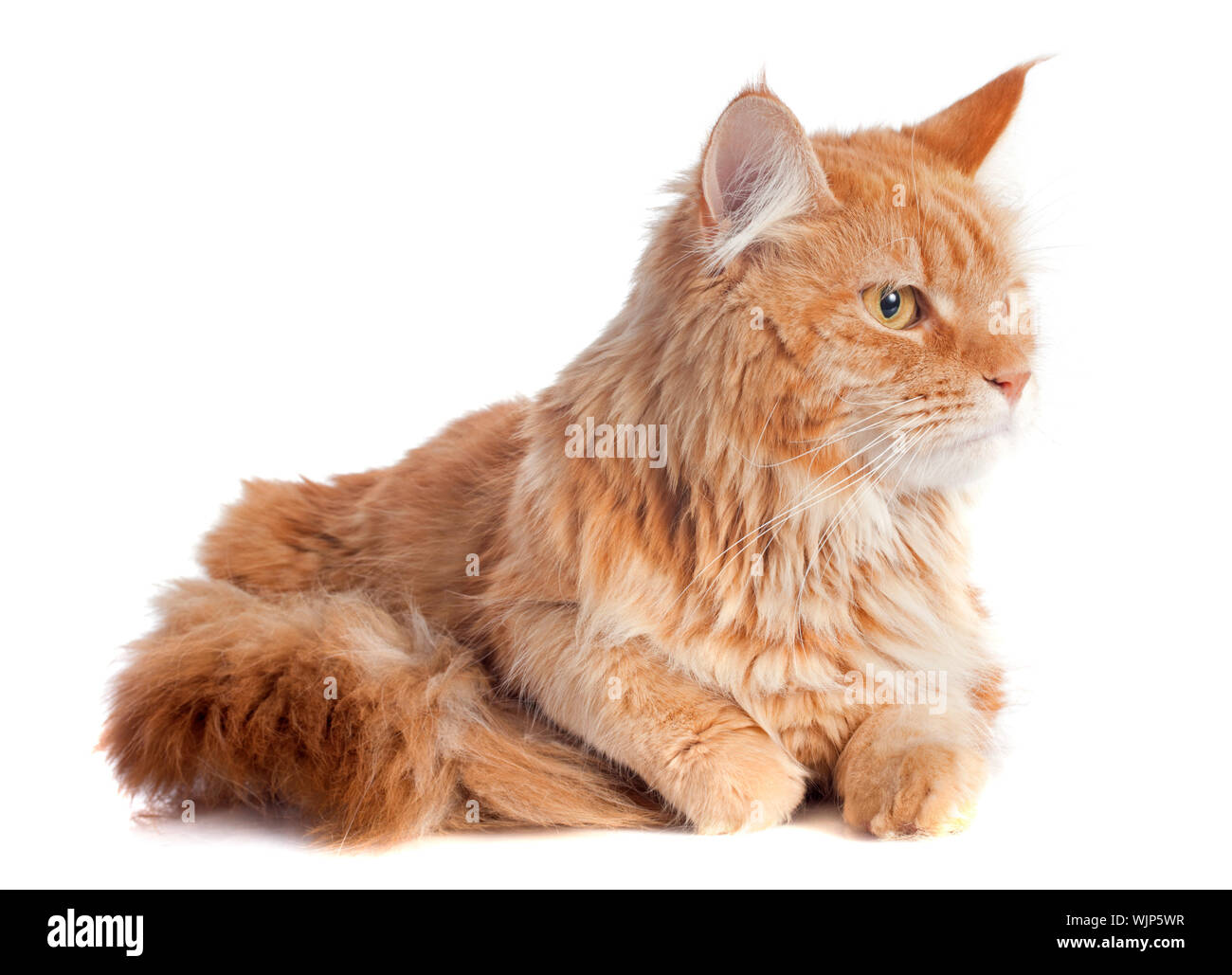 portrait of a purebred maine coon cat on a white background Stock Photo ...