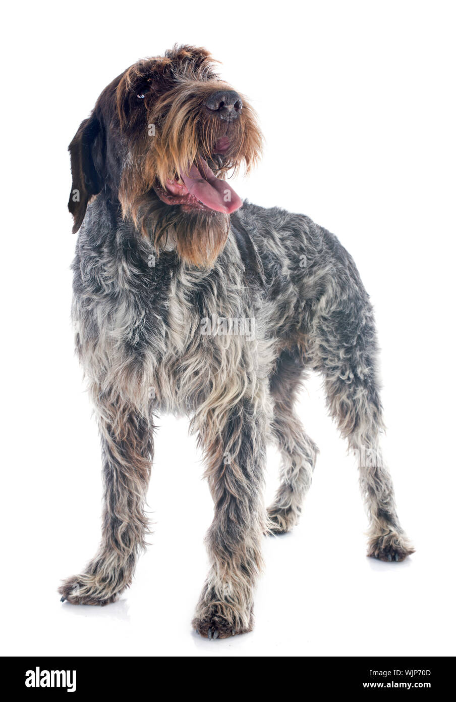 Wirehaired Pointing Griffon High Resolution Stock Photography And Images Alamy