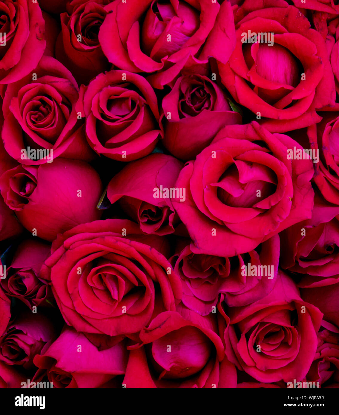 Red rose sale hires stock photography and images Alamy