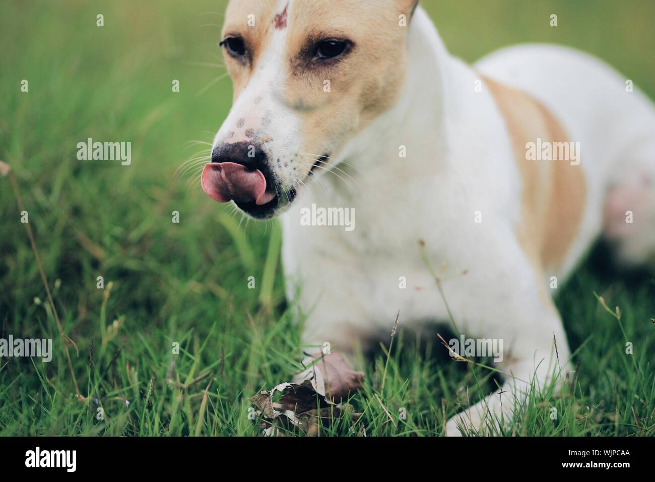Dog tongue out lying down hires stock photography and images Alamy