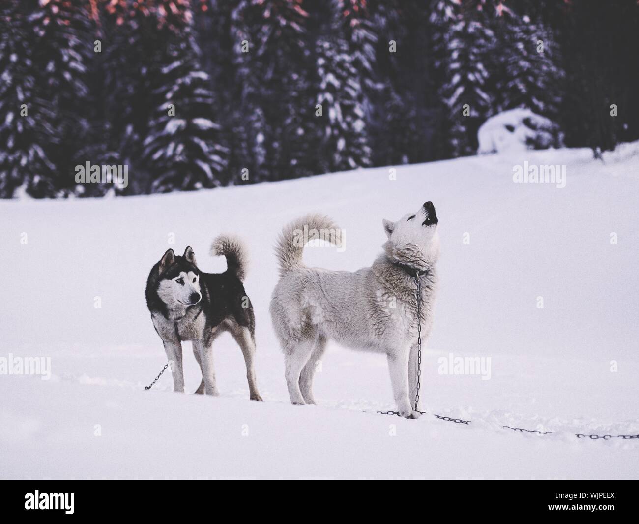 Husky Dogs On Snow Covered Landscape Stock Photo