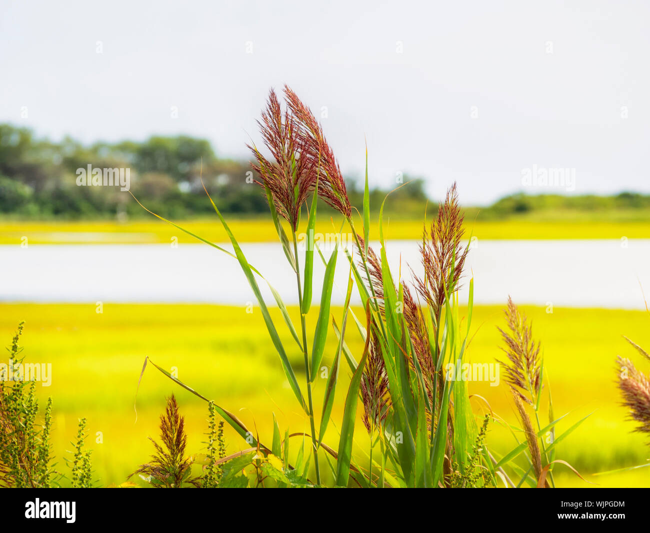 Common reed, a perennial grass, Phragmites australis (Cav.) Trin. ex Steud., Phragmites communis Trin., grows in a salt marsh golden hour Connecticut Stock Photo