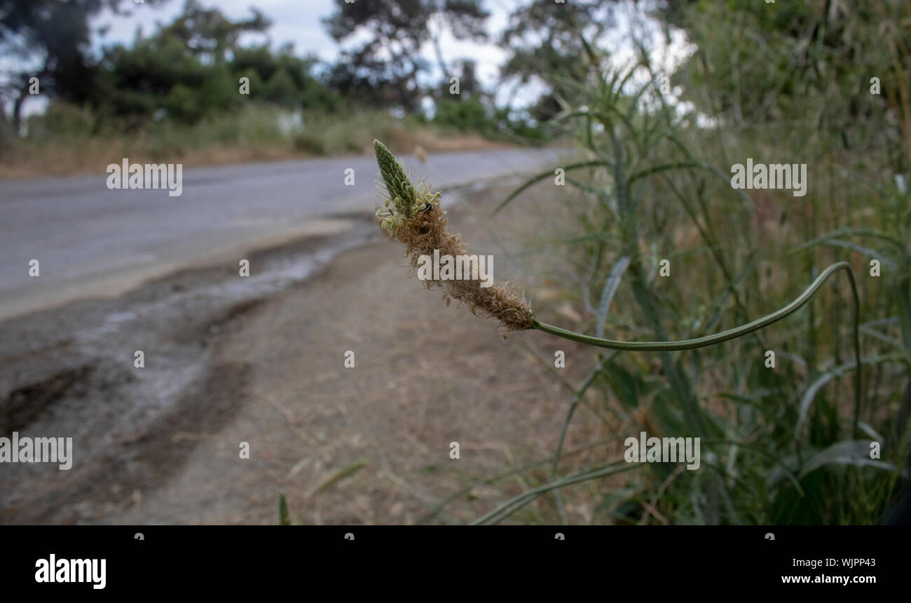 Close shoot of Setaria macrostachya plant. Stock Photo