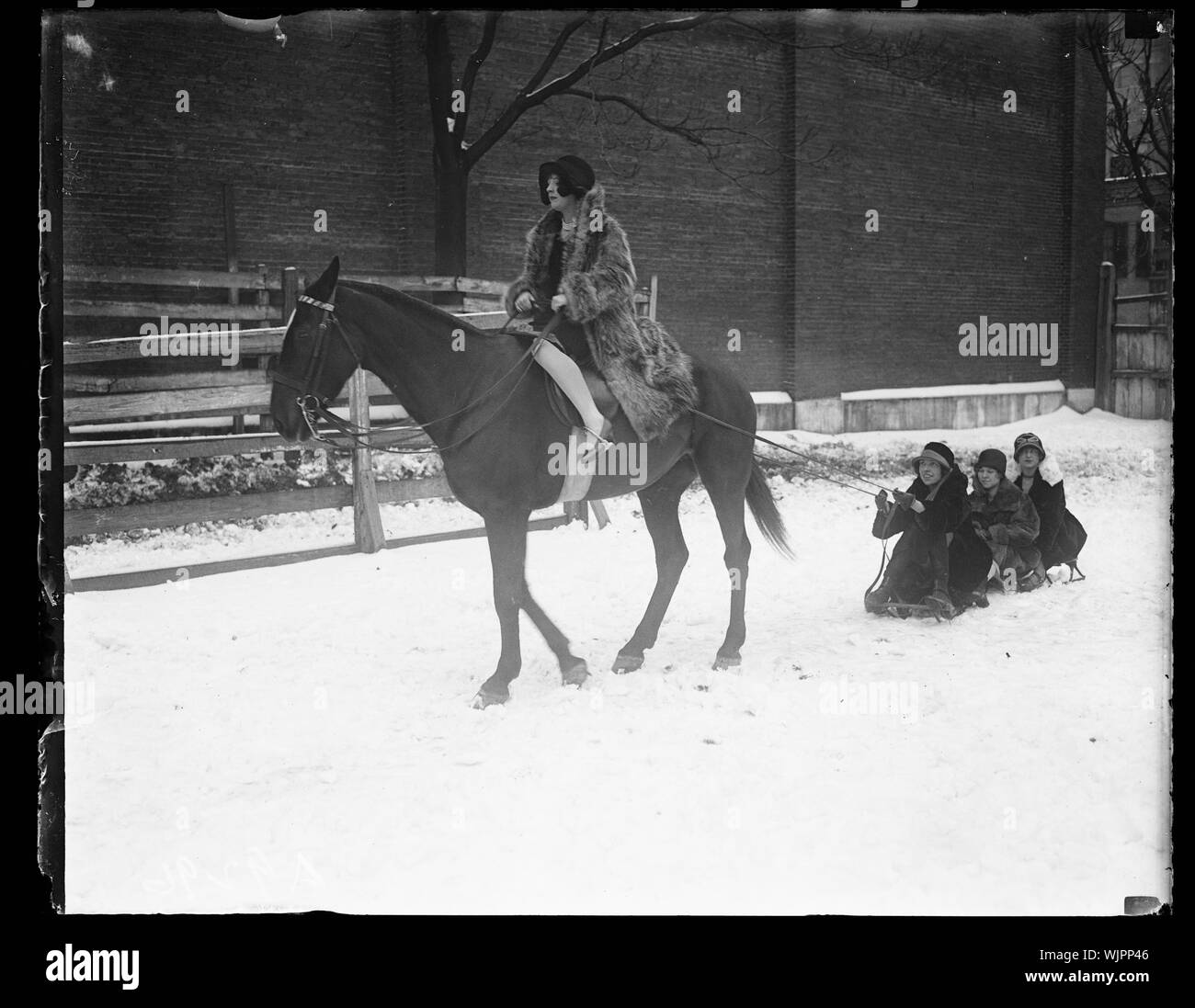 Horse pulling sled Stock Photo Alamy
