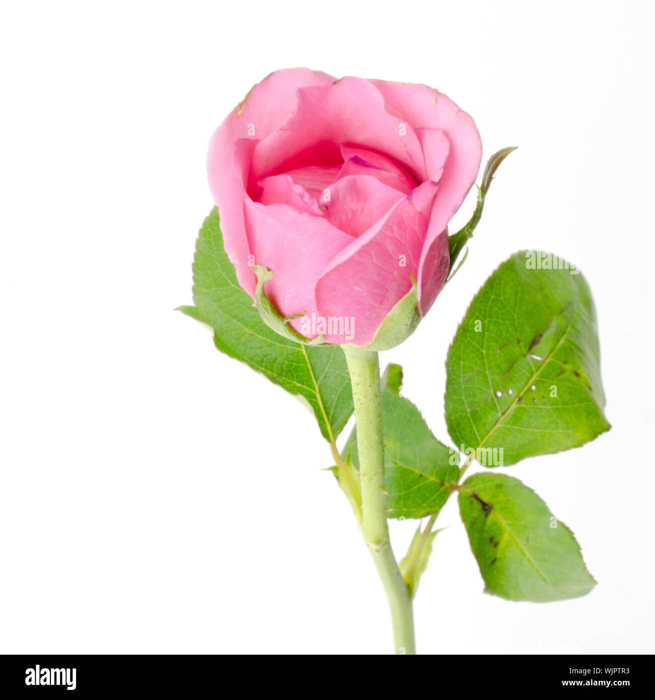 beautiful rose flower isolated on white background Stock Photo - Alamy