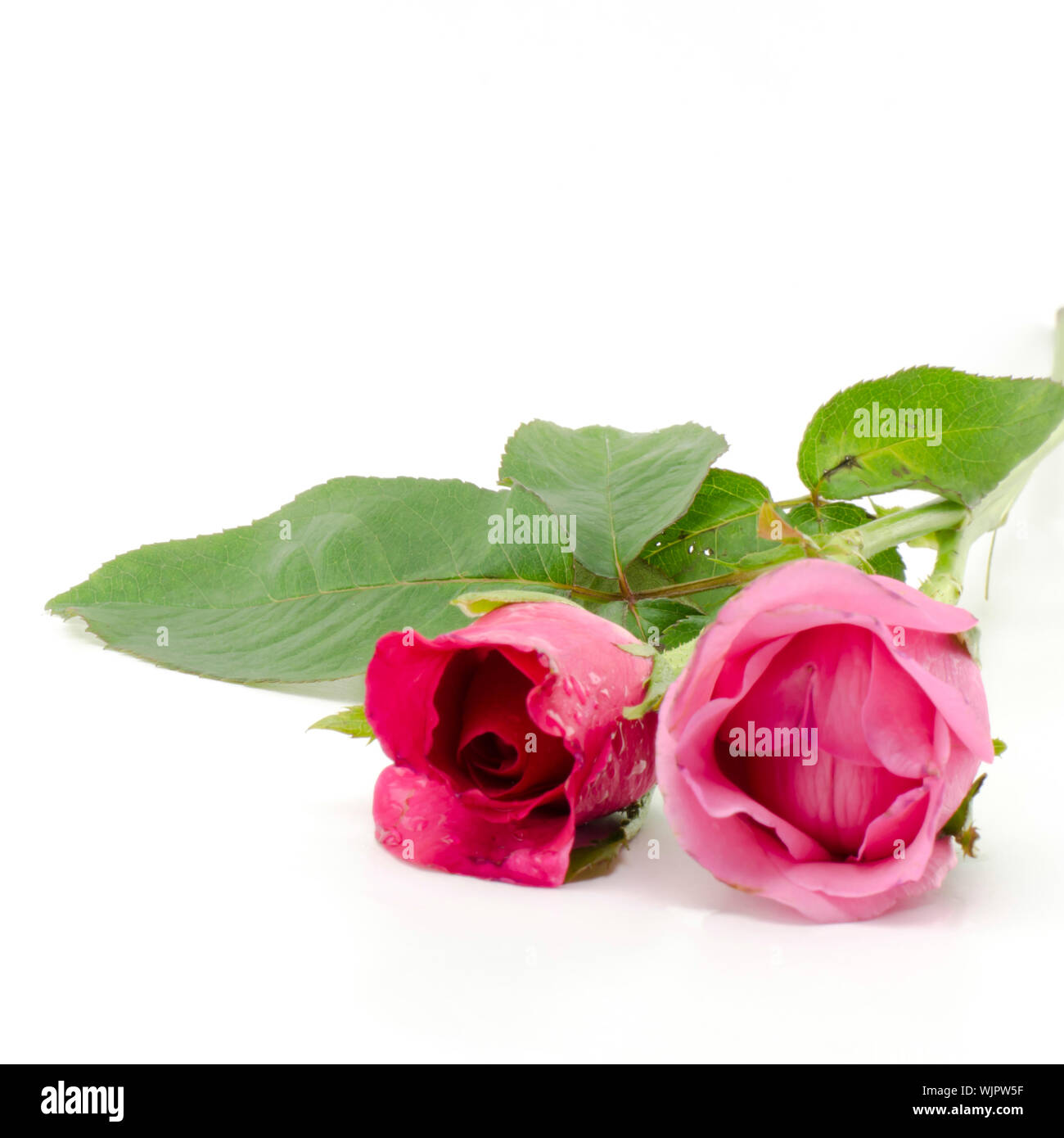 beautiful rose flower isolated on white background Stock Photo - Alamy