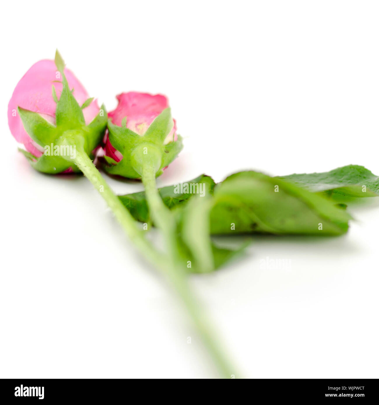 beautiful rose flower isolated on white background Stock Photo - Alamy