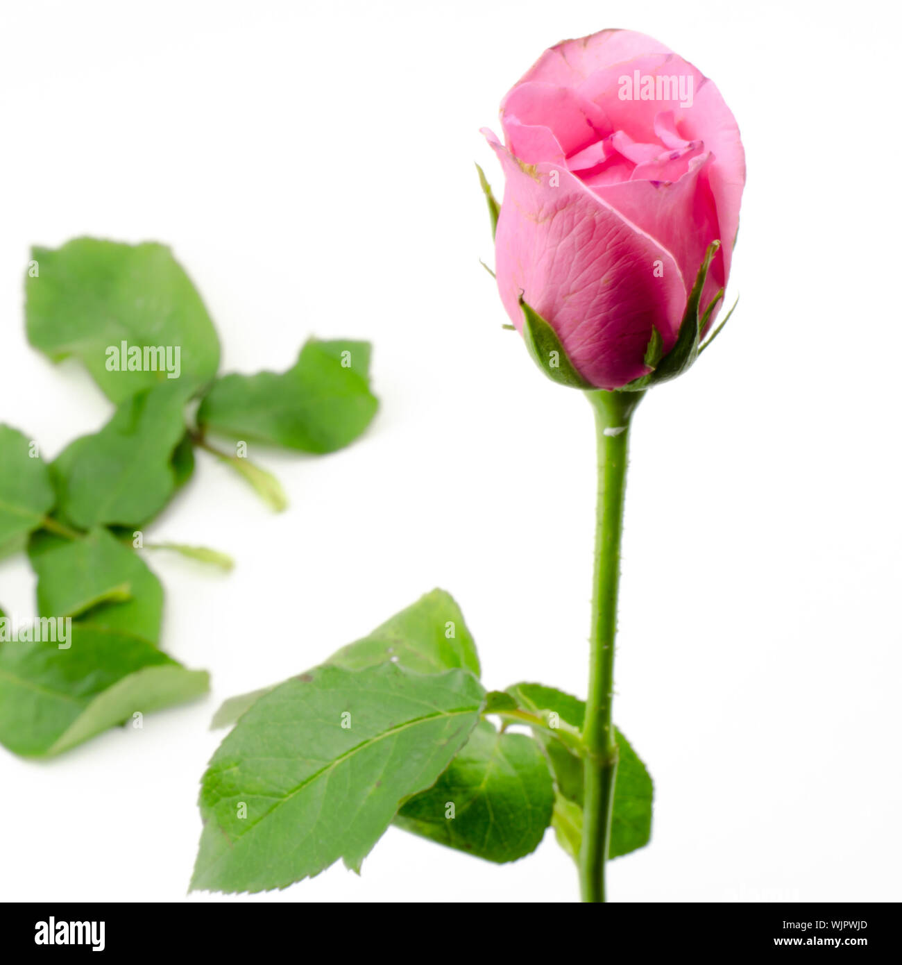beautiful rose flower isolated on white background Stock Photo - Alamy