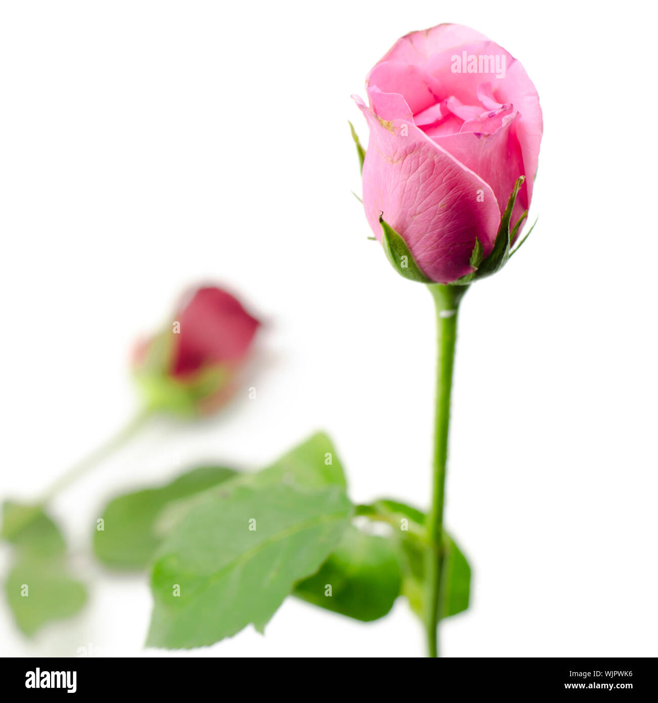 beautiful rose flower isolated on white background Stock Photo - Alamy