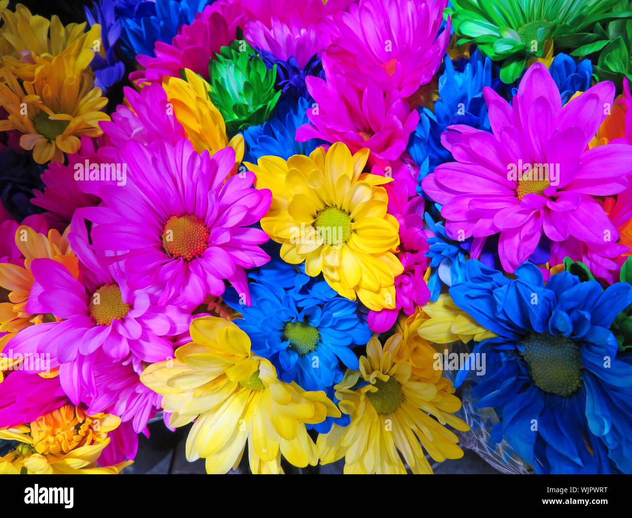 Colored Daisies Wallpaper