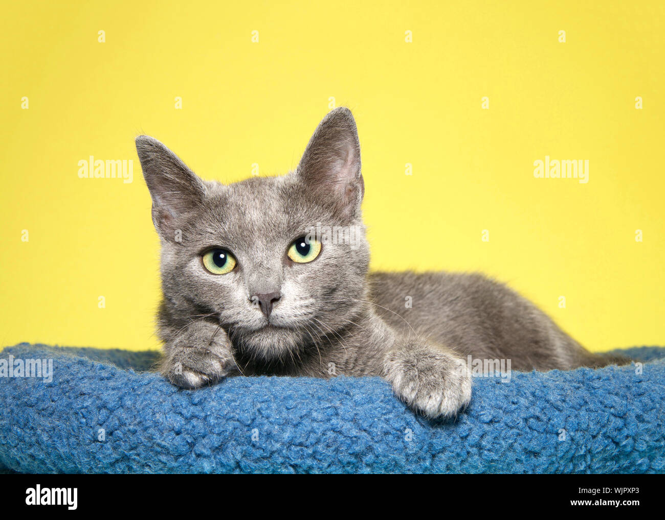 grey kitten bed