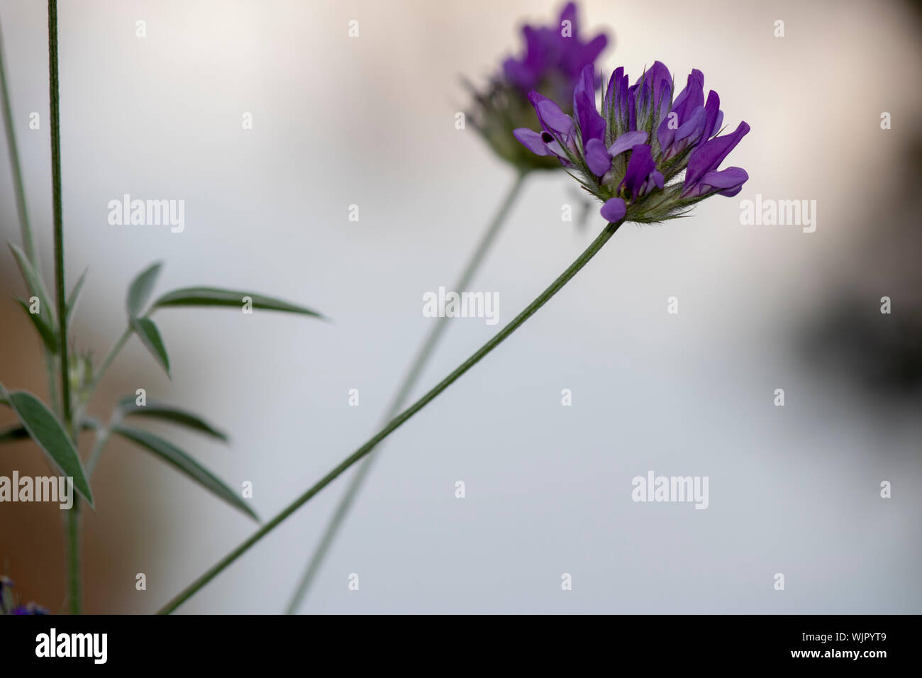 Purple color flower of arabian pea. Close-up. Blurred background. Stock Photo