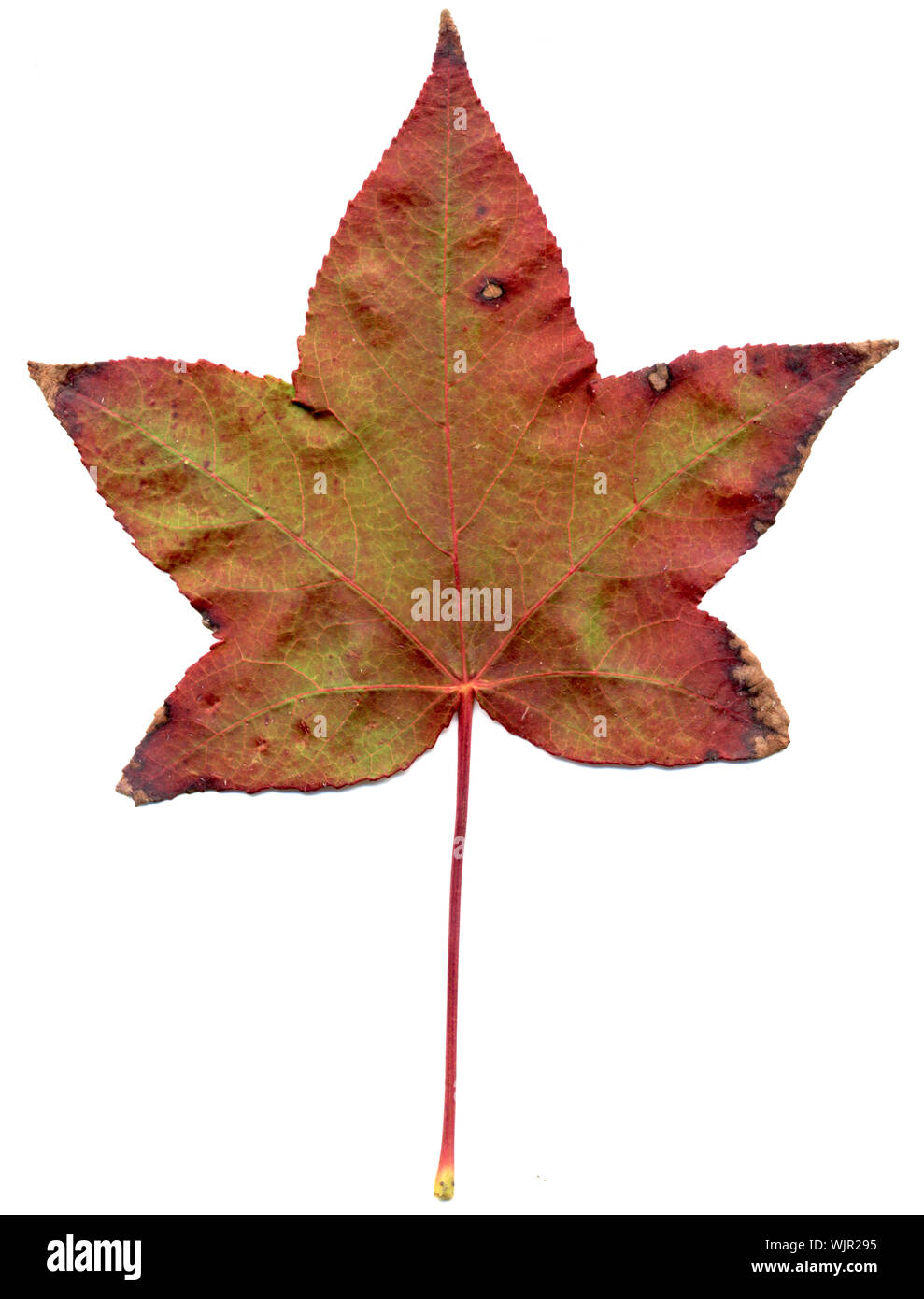 Beautiful autumn maple leaf isolated on white background Stock Photo ...