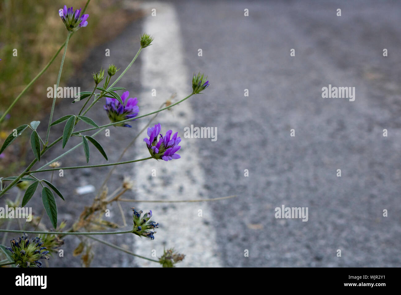 Purple color flower of arabian pea. Close-up. Blurred background. White line on the roadside Stock Photo