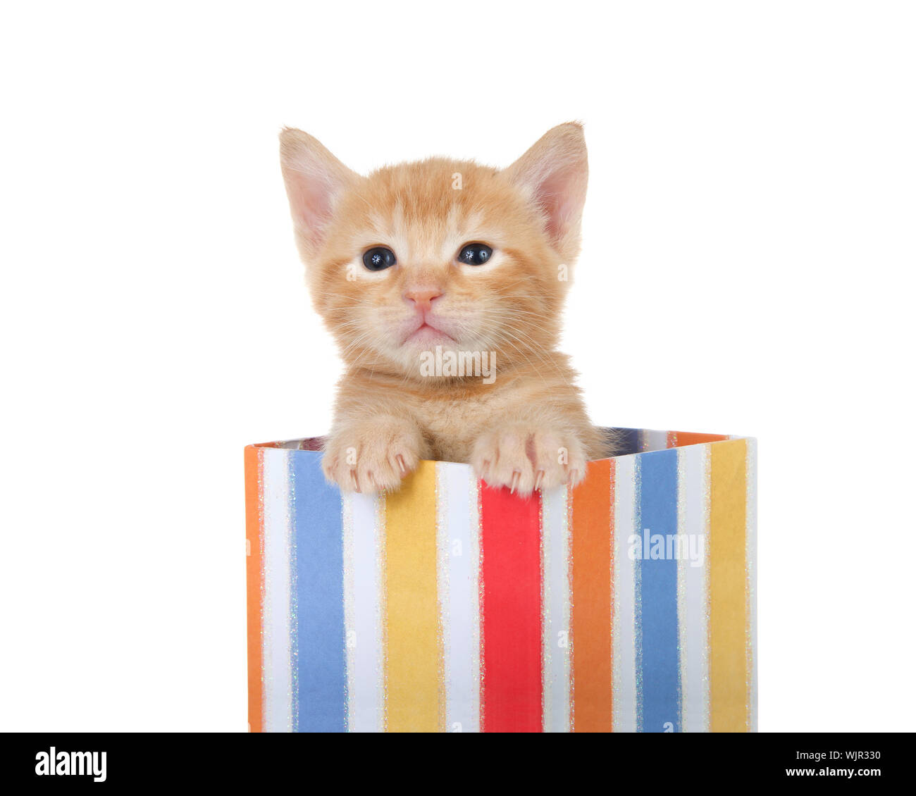 Adorable tiny orange ginger tabby kitten peaking out of a colorful striped present box isolated on white background. Fun comical animal antics. Stock Photo