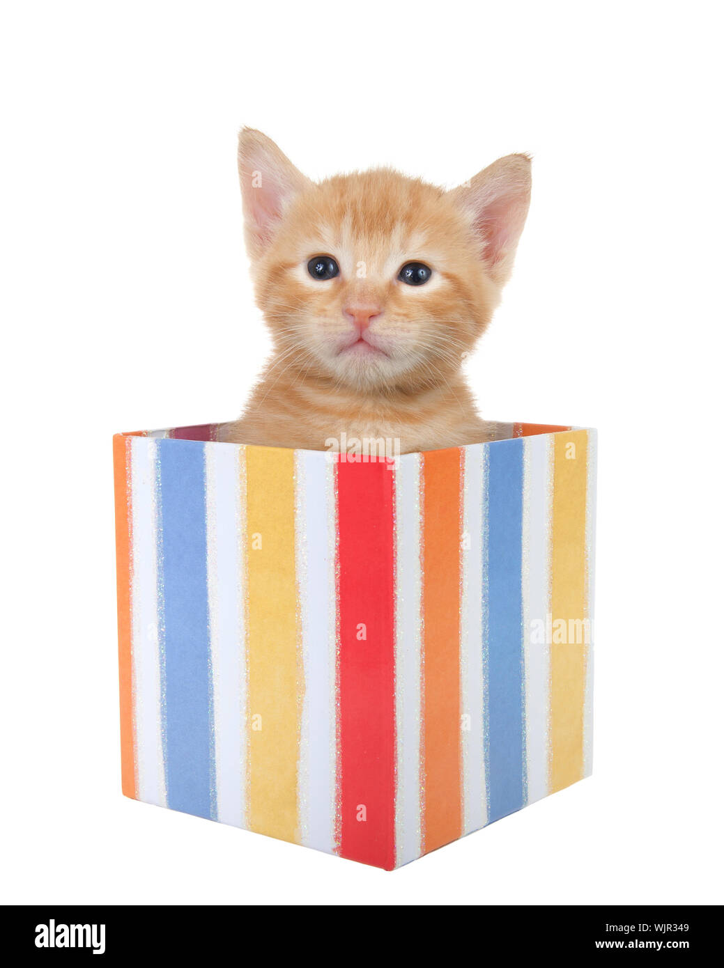 Adorable tiny orange ginger tabby kitten peaking out of a colorful striped present box isolated on white background. Fun comical animal antics. Stock Photo