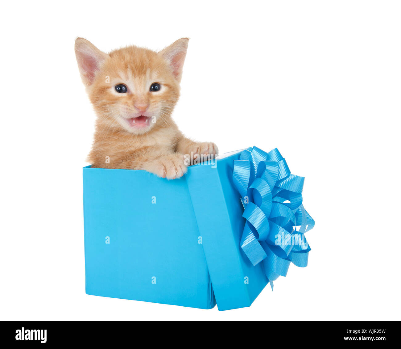 Adorable tiny orange ginger tabby kitten peaking out of a bright blue present box isolated on white background. Fun comical animal antics. Stock Photo