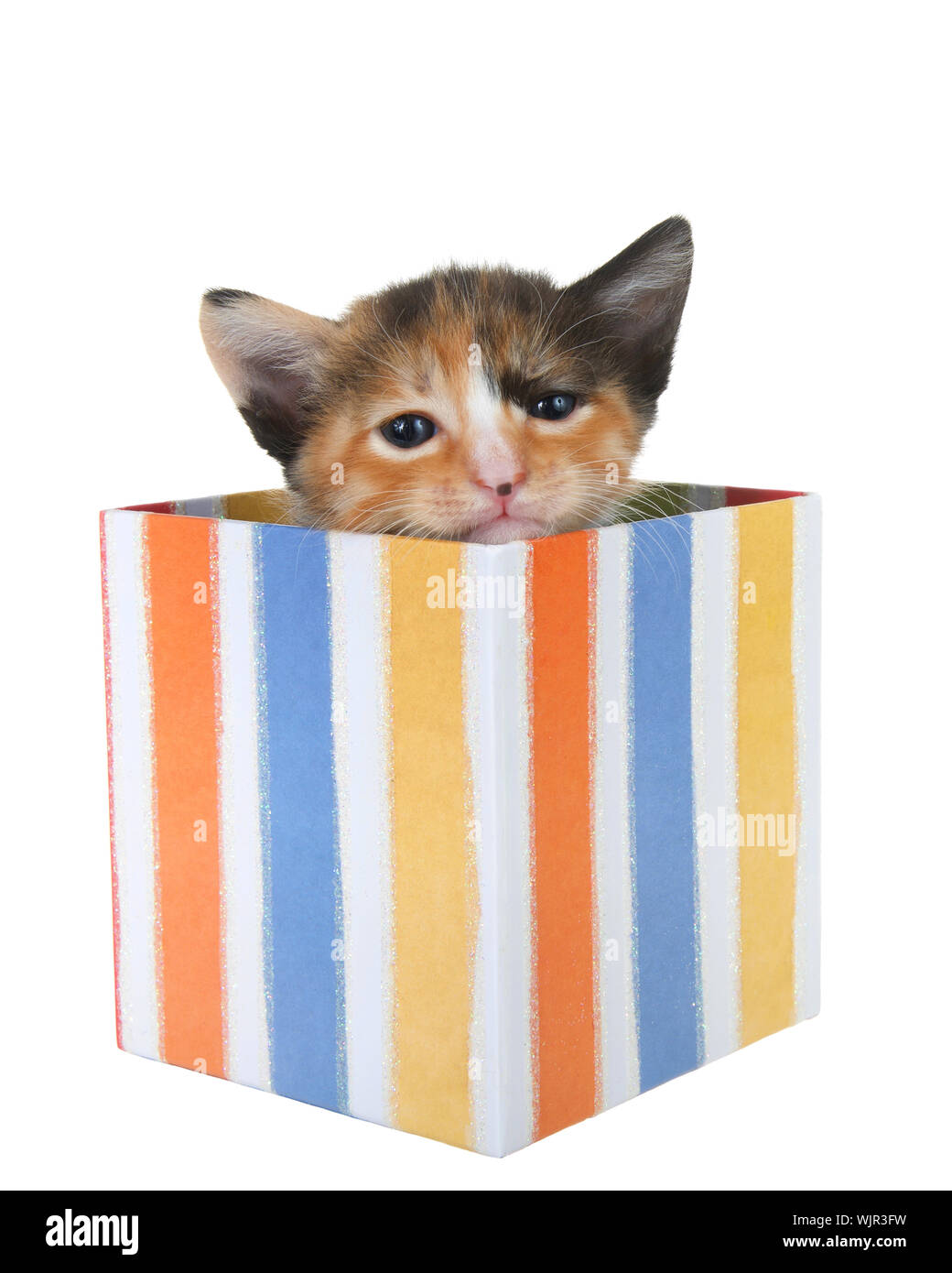 Adorable tiny tortie kitten peaking out of a colorful striped present box isolated on white background. Fun comical animal antics. Stock Photo