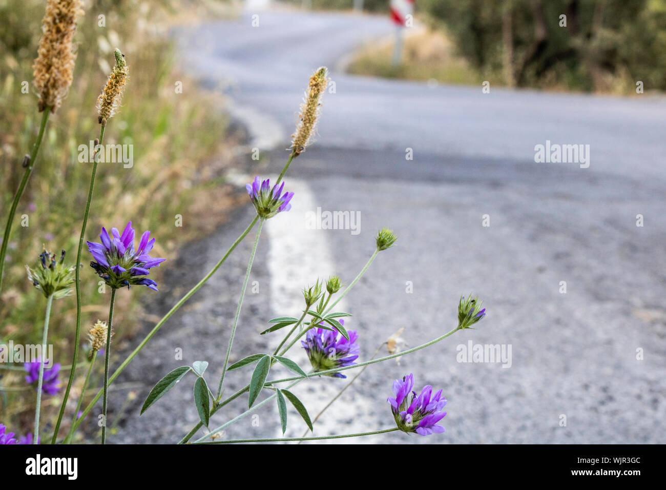 Purple color flower of arabian pea. Close-up. Blurred background. White line on the roadside Stock Photo