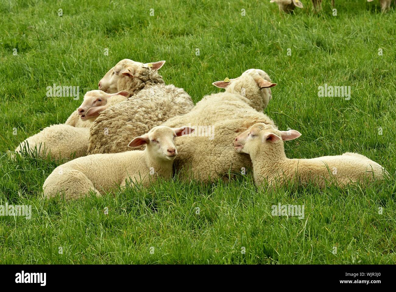 Sheep Resting On Green Pasture Field Stock Photo