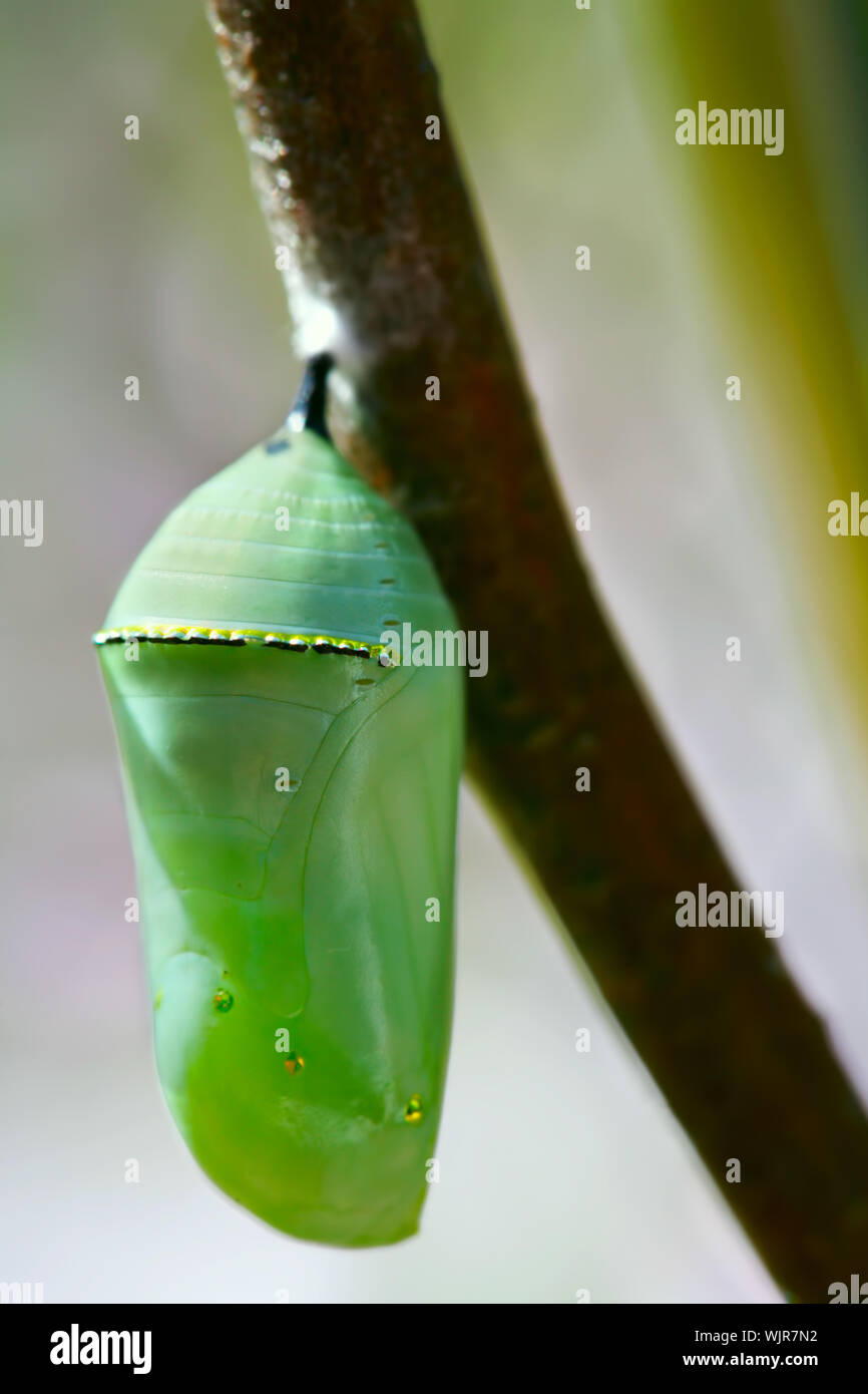Pale green Monarch butterfly chrysalis hanging off a branch Stock Photo