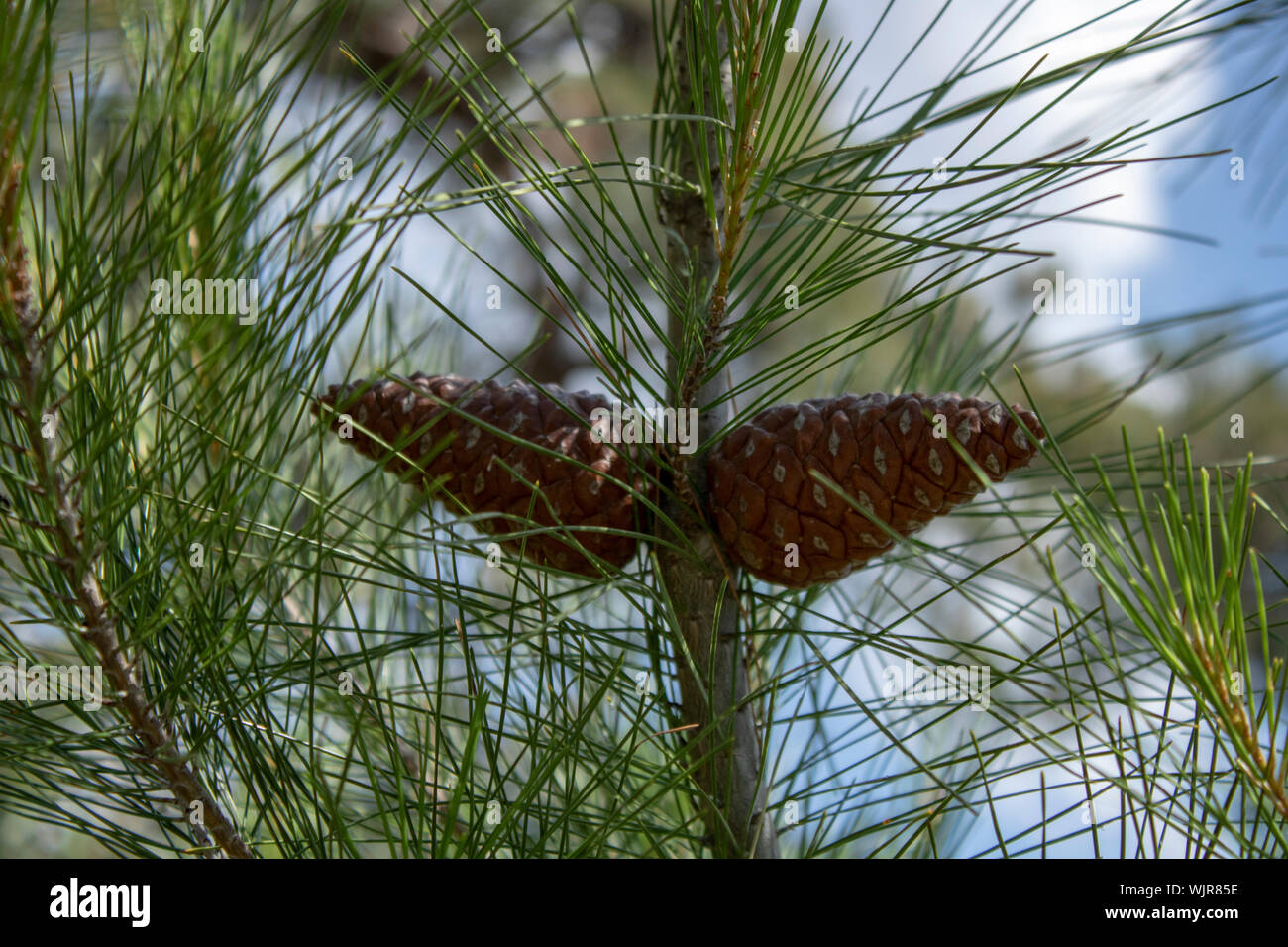 Conus of genus pinus tree. two pieces. close-up Stock Photo