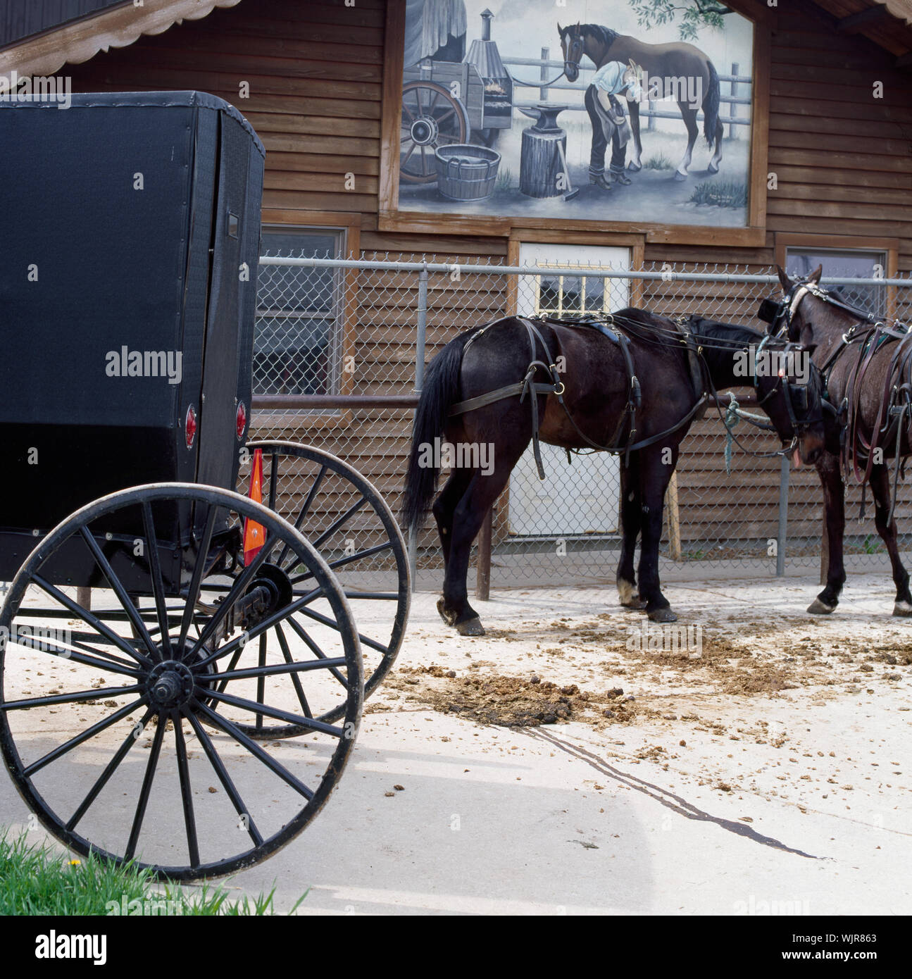 Horses get a break from pulling their Amish buggies, which Amishmen