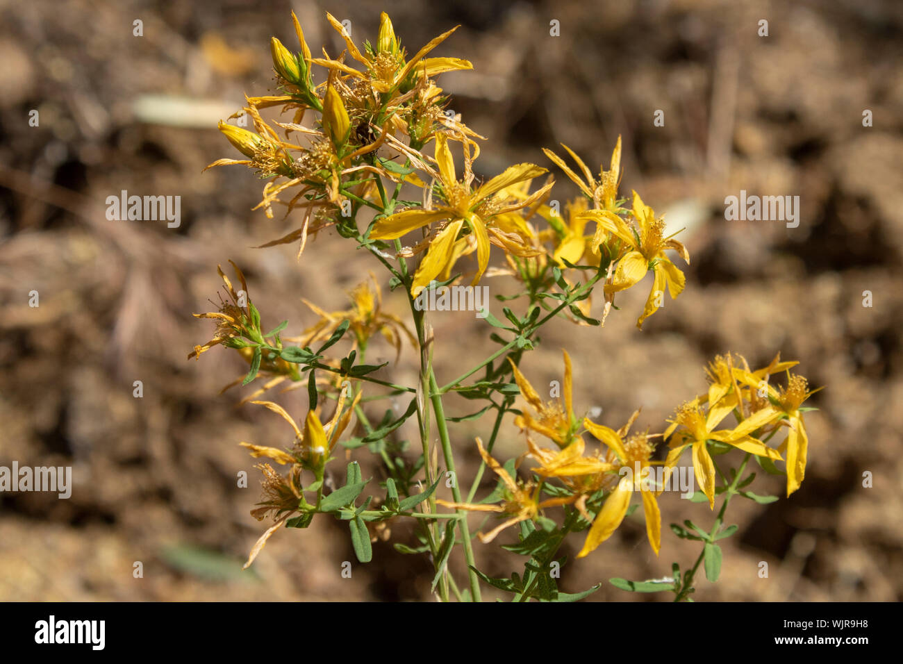 Close-up shot of Asphodeline liburnica flower. The leaves are yellow. Taken in the woods. Stock Photo