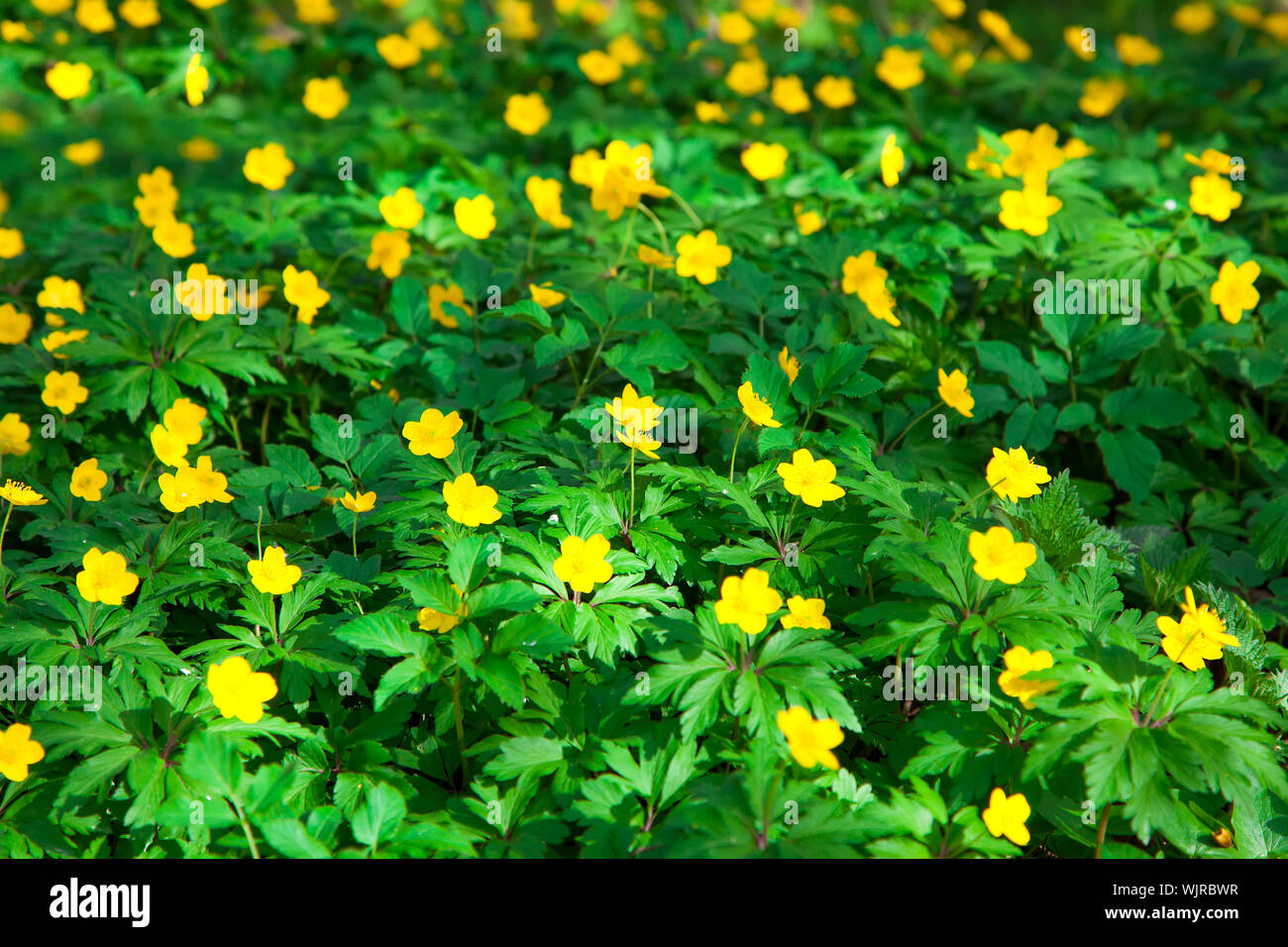 yellow buttercup flower the spring (Potentilla recta) Stock Photo