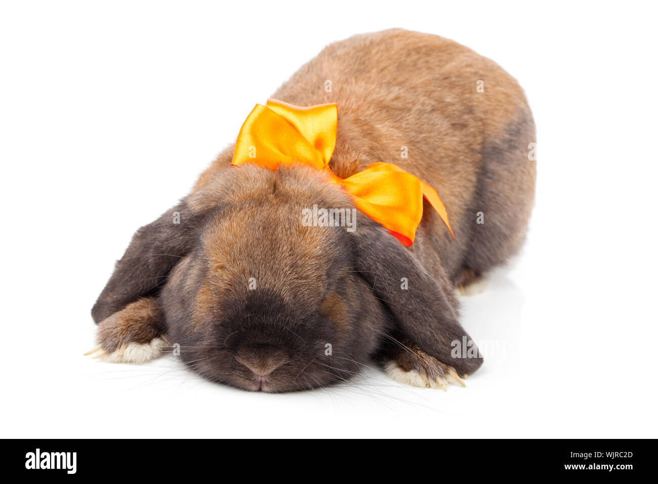 rabbit isolated on a white background Stock Photo - Alamy