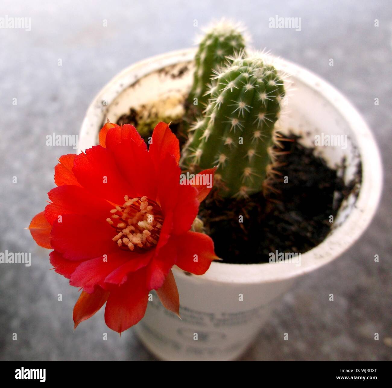 Close-up Of Red Cactus Flower Stock Photo