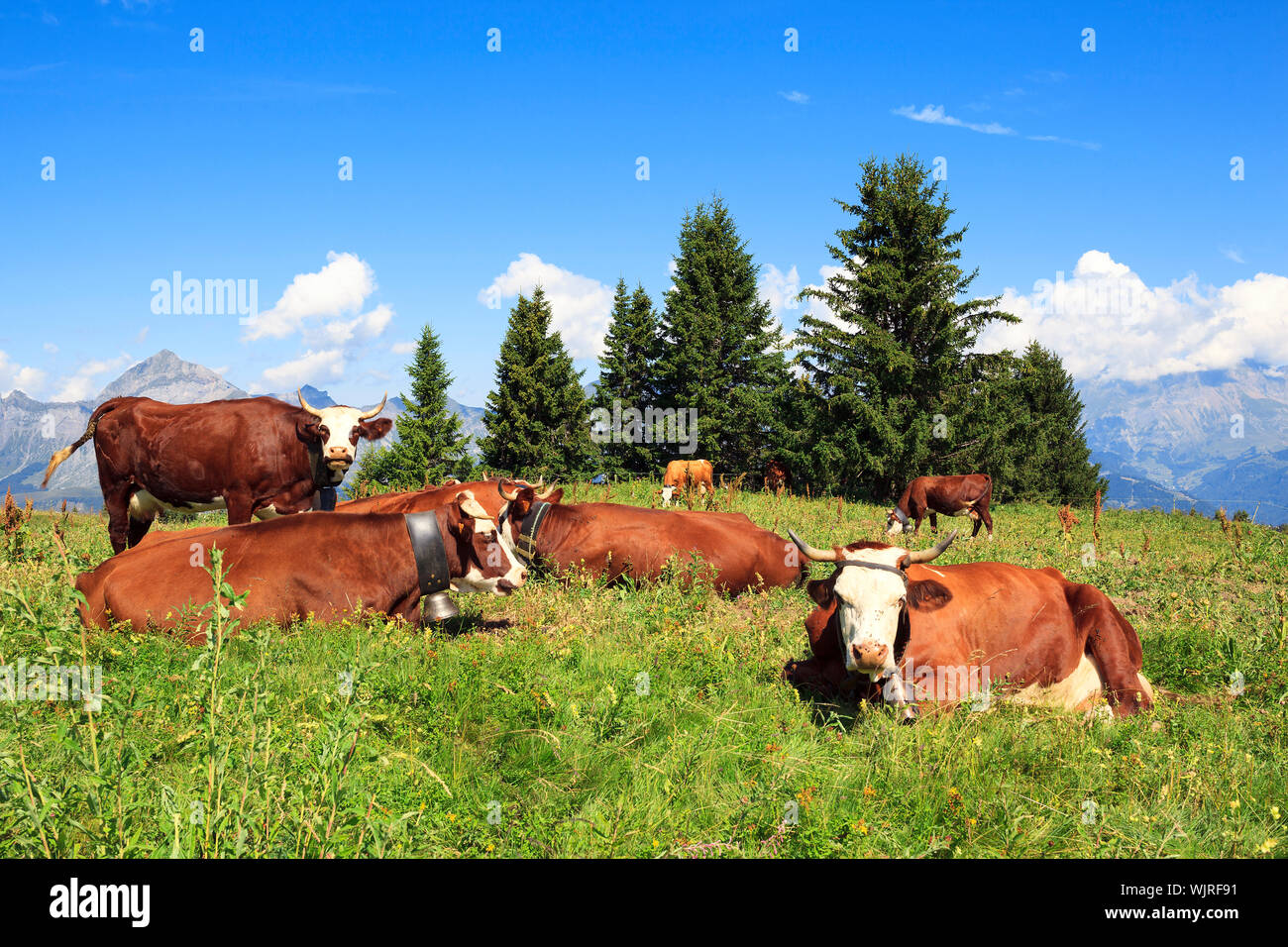 View of mountain landscape with cows Stock Photo - Alamy