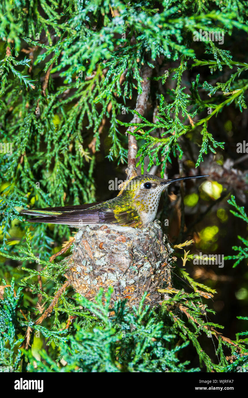Female Broad-tailed Hummingbird (Selasphorus platycercus) sitting on nest in Rocky Mountain Juniper tree, Castle Rock Colorado US. Photo taken June. Stock Photo