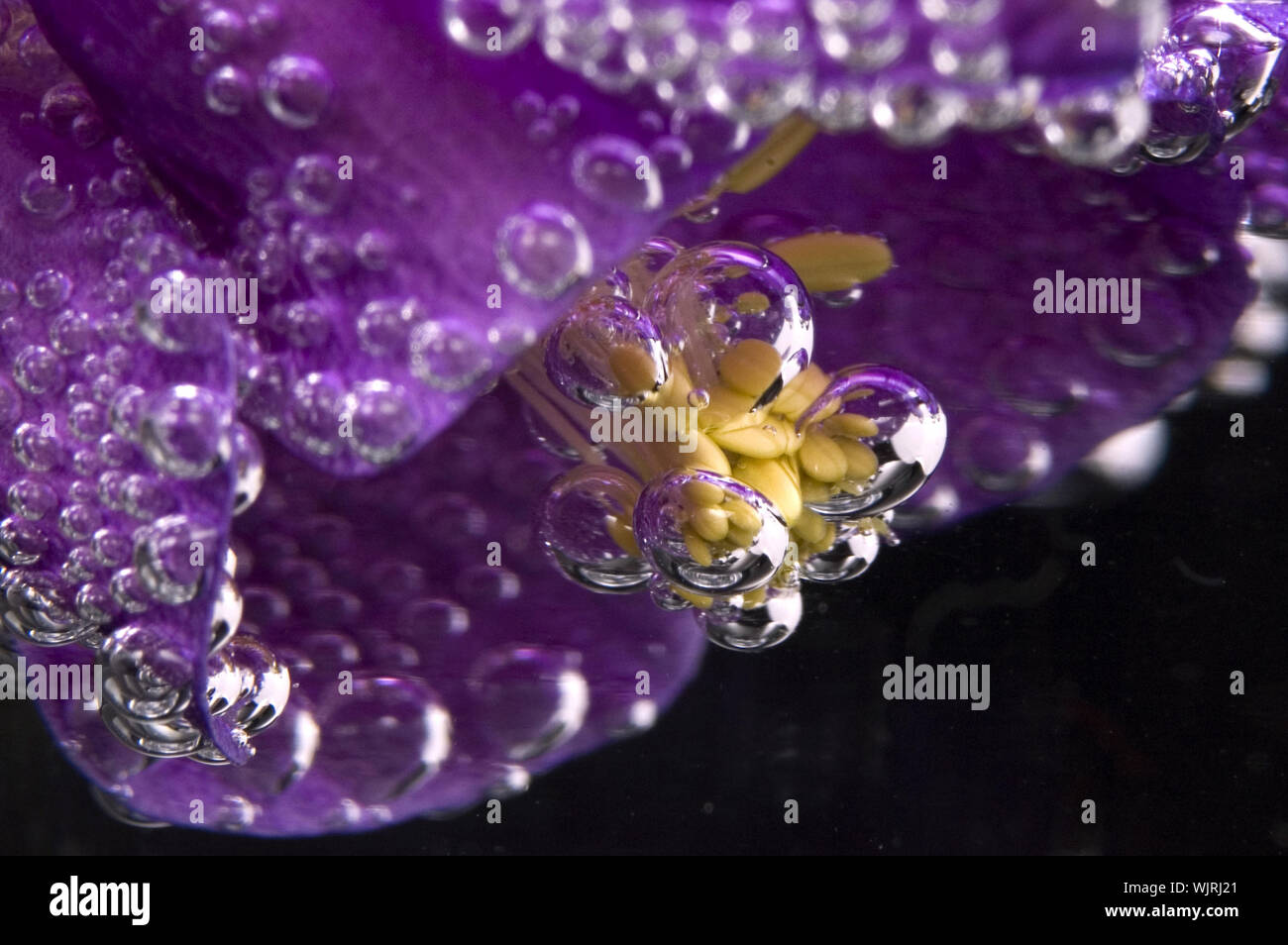 flower, water, bubbles Stock Photo Alamy