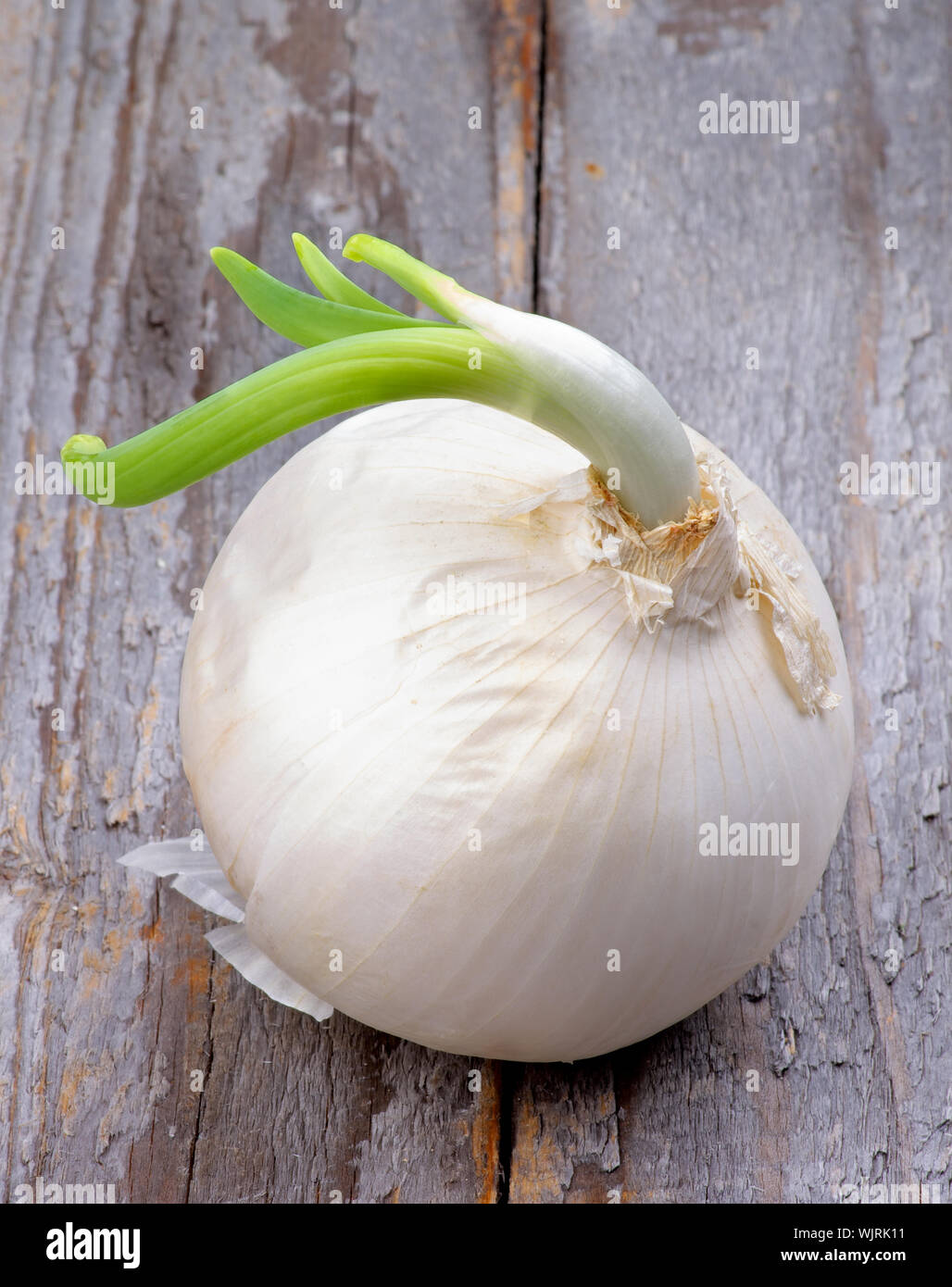 Big White Onion Sprouted with New Green Stems isolated on Rustic Wooden background Stock Photo