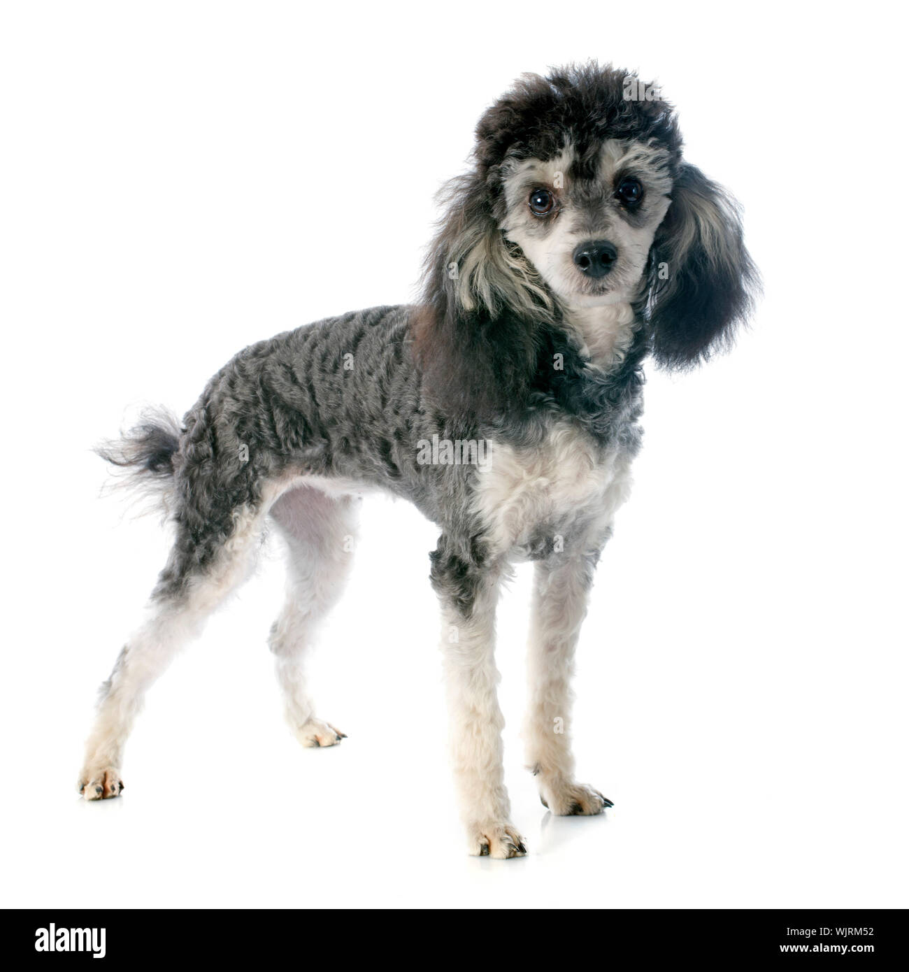 bicolor poodle in front of a white background Stock Photo