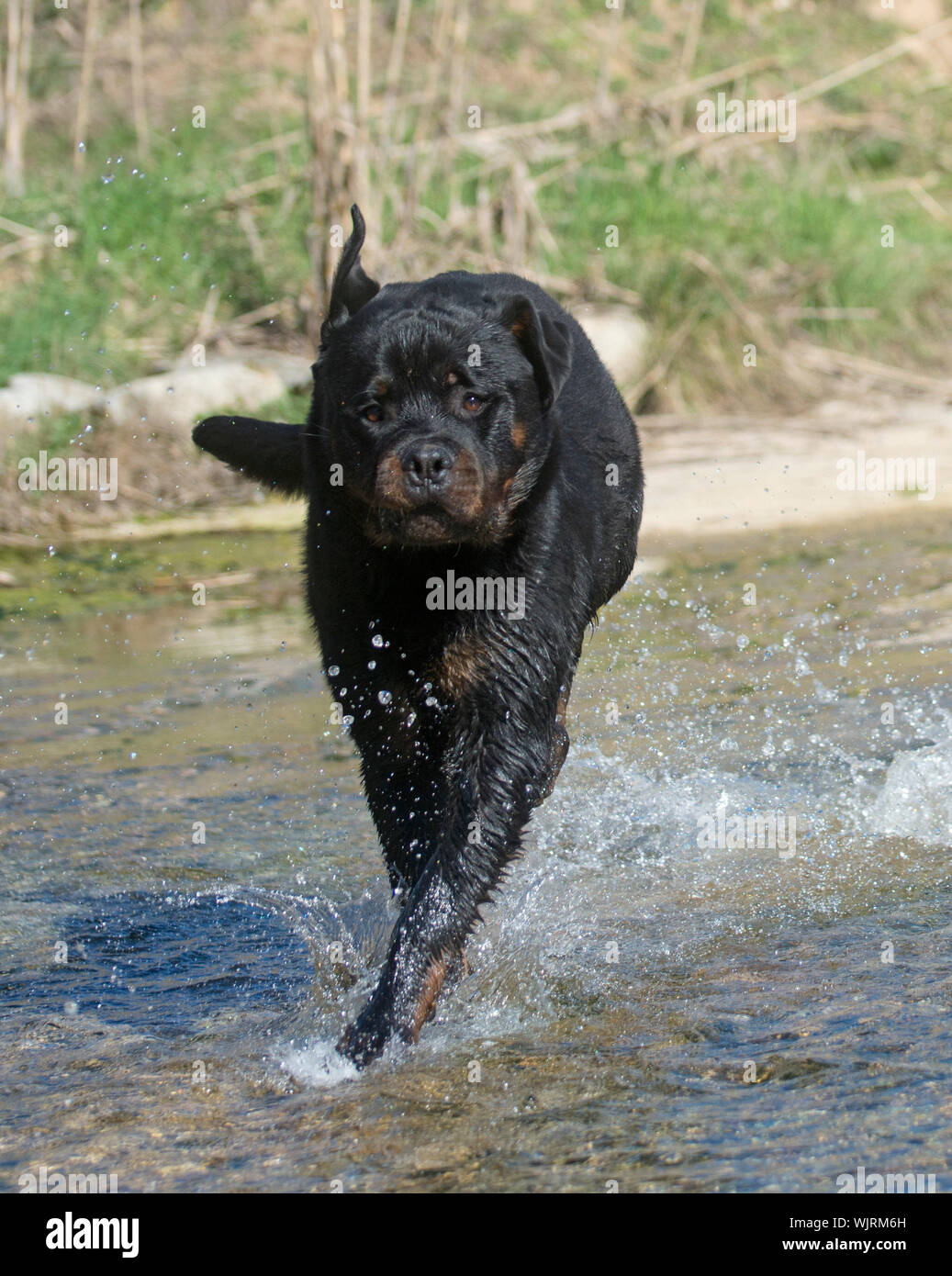 Running rottweiler puppy hi-res stock photography and images - Alamy