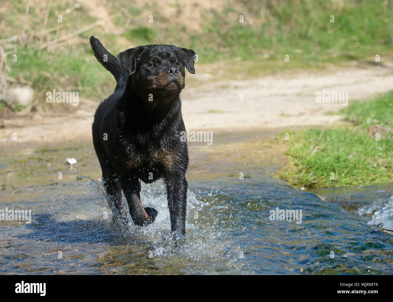portrait of a purebred rottweiler in a river Stock Photo - Alamy